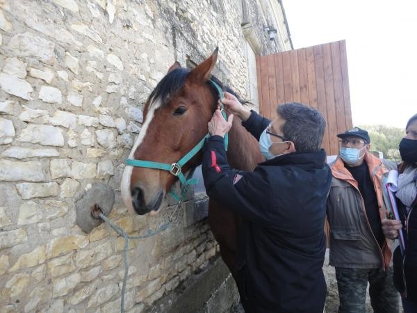 Evaluation pose du licol