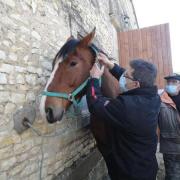 Evaluation pose du licol